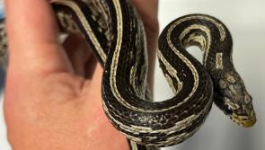 Owners sought after snake captured in Kilkenny handed over to National Reptile Zoo