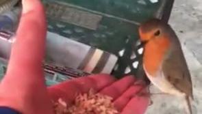 The little Kilkenny robin who comes for breakfast every day