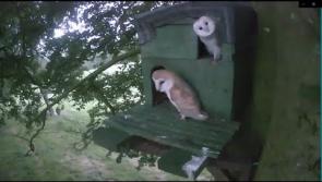 Watch: Kilkenny farmer's delight as barn owls make their nest at his home 