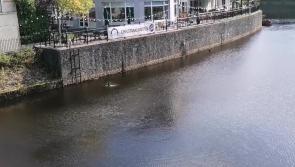 VIDEO: Spot the otter! Kilkenny's newest celebrity gets papped by The People