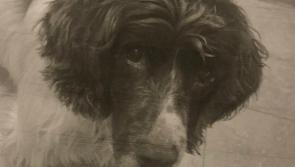 Can you help find Kilkenny dog Buddy?