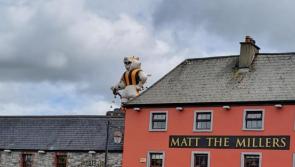 Can you pick the purr-fect name for this Kilkenny cat?