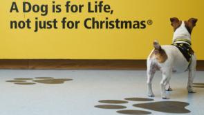 Kilkenny County Council asks public to consider dog ownership carefully before committing to a Christmas canine 