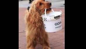 Run the Goal Mile in Thomastown with your doggie  