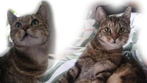 Three-legged pet cat missing from her home in Kilkenny