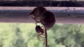 Spider now invasive to Ireland found preying on shrew - Kilkenny Live