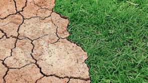 Managing through the drought - advice from Teagasc