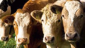 Now is the time to bring your cattle to Kilkenny Mart