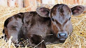 Kilkenny farmers urged to be particularly vigilant during spring calving – IFA