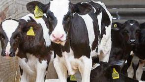 HSA inspection campaign to on livestock safety ahead of calving season - Kilkenny Farming