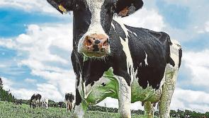 Serious concern over legal challenge to €150m Kilkenny cheese facility