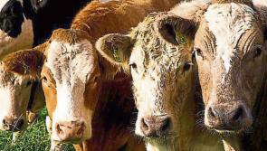 ICMSA says ‘upbeat’  on beef outlook - Kilkenny Farming
