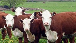 Jobs to be carried out  on Kilkenny Beef Farms in January
