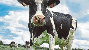Tirlán reveals price to be paid for February milk - Kilkenny Live