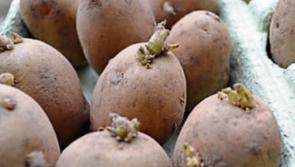 Ireland supports the   distribution of seed potatoes to  Ukraine