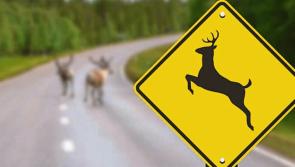Children left badly shaken after deer collide with car in North Kilkenny