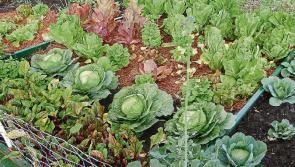 Green chats: Kikenny talk on the secret of great vegetable growing