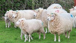 Sheep farm walk in Kilkenny