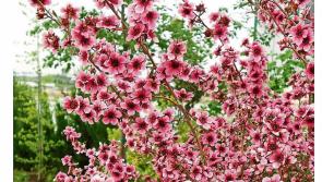 Spring clean for Sycamores Aylesbury
