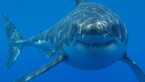 WATCH: Fisherman captures footage of Great White Shark swimming off Irish coast 