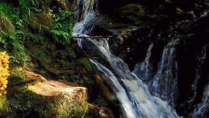 Birdwatch Kilkenny off to explore Slieve Bloom on Saturday