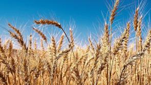 Tirlán confirms grain pricing for Harvest 2022