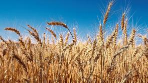 This dry weather could mean trouble for some Kilkenny farms