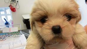 ISPCA to cease Kilkenny dog shelter service