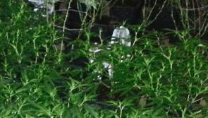 Cannabis totalling €9,000 seized in Castlewarren and Paulstown