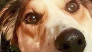 Rescue dog 'Seamus' cruelly snatched from his new home in Cuffesgrange