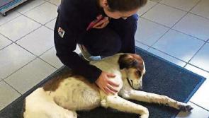 Joy as rescue dog Seamus is re-united with owner in Cuffesgrange