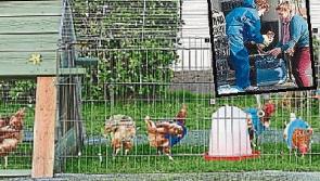 Cluck Be A Lady: Hens saved from slaughterhouse find new homes in Kilkenny