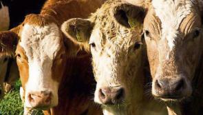 Excellent sale trade and tillage yields for Kilkenny farmers
