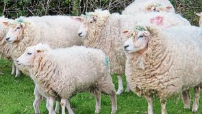 Positive year for sheep farmers in Kilkenny - Kilkenny Mart