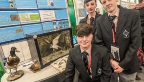 St. Kieran's College: Bringing the wild birds back to their natural habitat