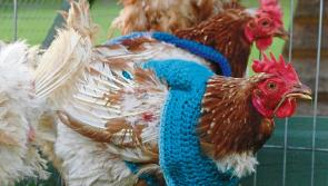Bird flu alert after suspected outbreak in Ireland