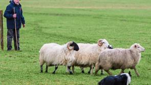 Two locals from Kilkenny to represent Ireland at World Sheepdog Trials