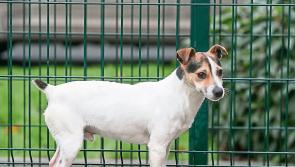 Huge increase in surrendered dogs at Kilkenny Dog Shelter 
