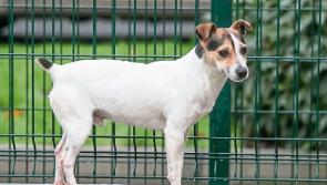 Kilkenny Dog Shelter is looking for new operator