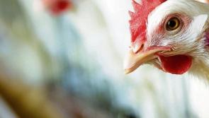 Gardaí investigate Kilkenny poultry thefts and bogus callers