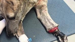 New lease of life for abandoned dog that was left close to death