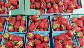 Calls for crackdown on Kilkenny's Callan Road strawberry sellers