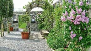 Annual plant sale day in Kilkenny's Rothe House and Gardens