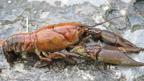 Crayfish plague has been detected in River Nore in Kilkenny City