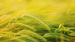 IFA Grain Chairman welcomes clarity on new tillage scheme