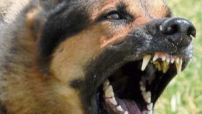 Report highlights dog attack on human in Kilkenny
