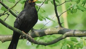 Kilkenny branch of Birdwatch Ireland's Dawn Chorus on Sunday
