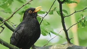 Funding boost for six biodiversity projects in Kilkenny
