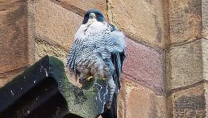 The peregrine falcons return to Kilkenny City