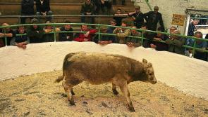 Sales are ‘electric’ at Kilkenny Mart